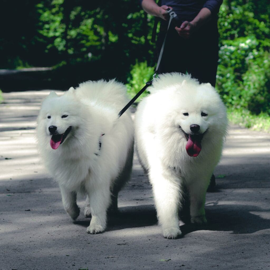 don perros peludos blancos paseando con una correa doble