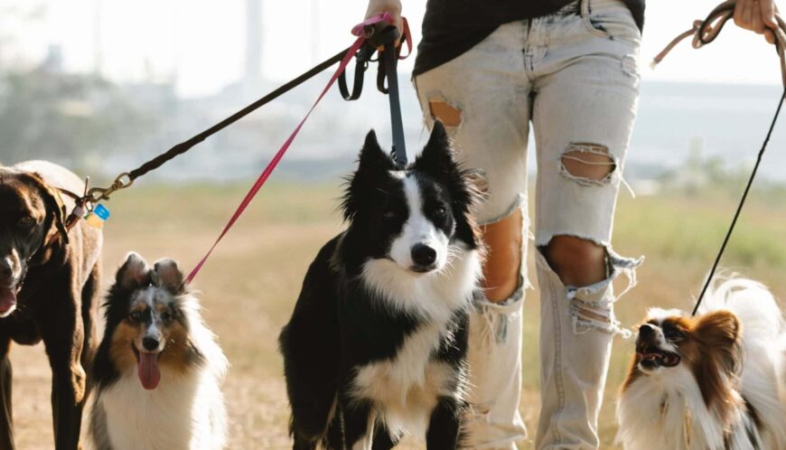 Correas dobles para perros: ¿Qué son y cómo elegir la adecuada?